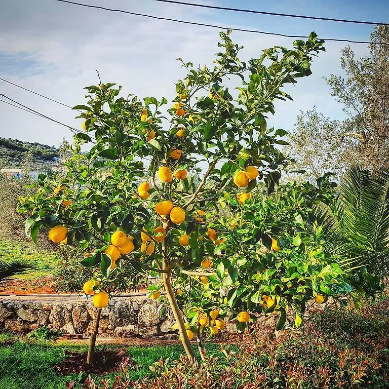 Garden House Villa Ksamil